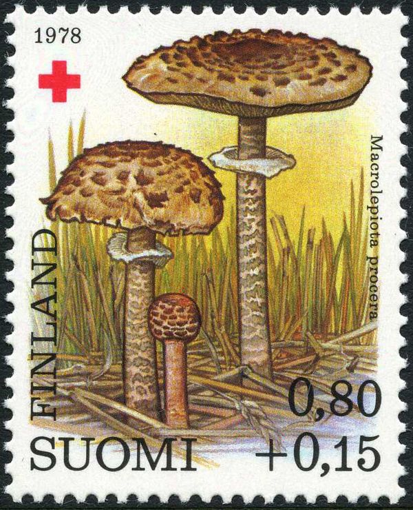 Parasol Mushroom (Macrolepiota procera)