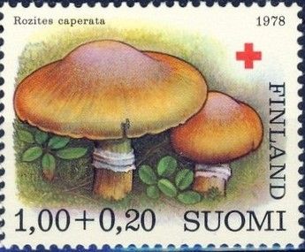 Gypsy Mushrooms (Rozites caperata)