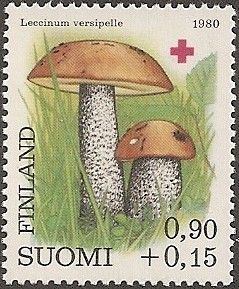 Orange Cap Boletus (Leccinum versipelle)
