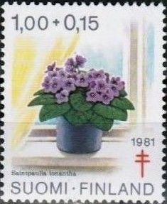 African Violet (Saintpaulia ionantha)