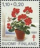 Geranium (Pelargonium zonale)