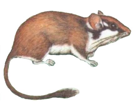 European Garden Dormouse (Eliomys quercinus)