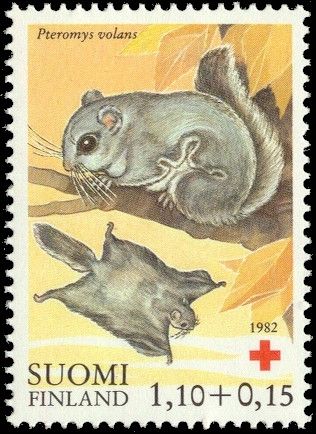 Siberian Flying Squirrel (Pteromys volans)