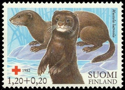 European Mink (Mustela lutreola)