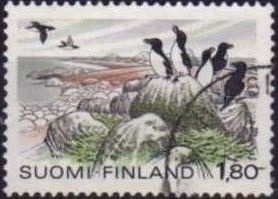 Razorbill (Alca torda) Eastern Gulf of Finland National Park