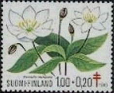 Chickweed Wintergreen (Trientalis europaea)