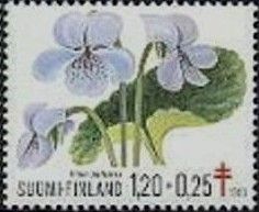 Marsh Violet (Viola palustris)
