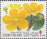 Kingcup / Marsh Marigold (Caltha palustris)