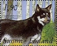 Lapland Sheepdog (Canis lupus familiaris)