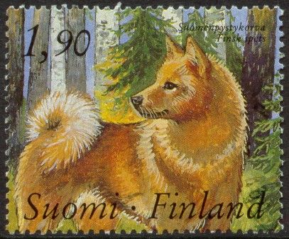 Finnish Spitz (Canis lupus familiaris)