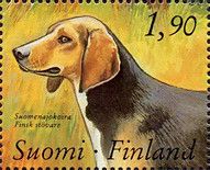 Finnish Flushing Dog (Canis lupus familiaris)