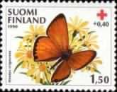 Scarce Copper (Lycaena virgaureae)