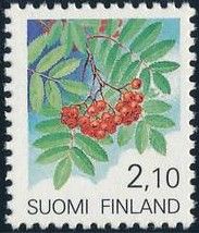 Rowan (Sorbus aucuparia)