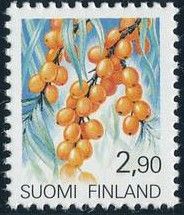 Common Sea-buckthorn (Hippophae rhamnoides)