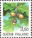 English Oak (Quercus robur)
