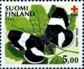 Moth (Baptria tibiale)