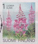 Fireweed (Epilobium angustifolium)