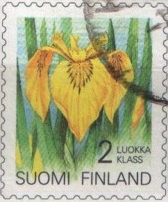 Yellow Iris (Iris pseudacorus)