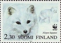 Arctic Fox (Vulpes lagopus)