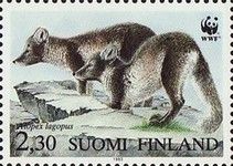 Arctic Fox (Vulpes lagopus)