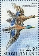 Mallard (Anas platyrhynchos)