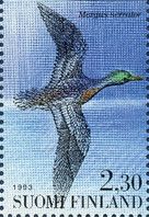 Red-breasted Merganser (Mergus serrator)