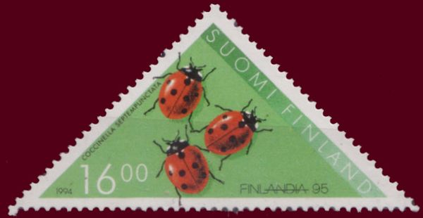 Seven-Spot Ladybird (Coccinella septempunctata)