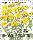 St. John's Wort (Hypericum perforatum)