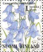 Harebell (Campanula rotundifolia)