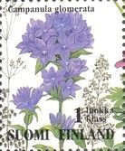 Clustered Bellflower (Campanula glomerata)