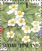 Wild Strawberries (Fragaria vesca)