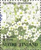 Meadow Saxifrage (Saxifraga granulata)