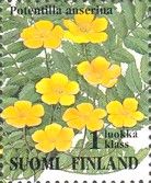 Common Silverweed (Potentilla anserina)