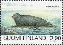 Ringed Seal (Phoca hispida)