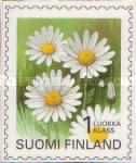 Oxeye Daisy (Chrysanthemum leucanthemum)