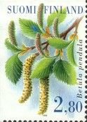 Silver Birch (Betula pendula)