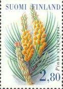 Scots Pine (Pinus sylvestris)