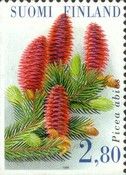 Norway/European Spruce (Picea abies)