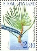 Sprout of a Pine Tree (Pinus), Tweezer