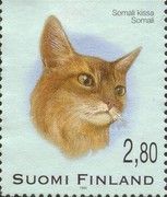 Somalian Cat (Felis silvestris catus)