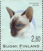 Siamese Cat (Felis silvestris catus)