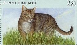 European Domestic Cat (Felis silvestris catus)