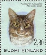 Norwegian Forest Cat (Felis silvestris catus)
