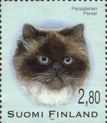 Persian Cat (Felis silvestris catus)