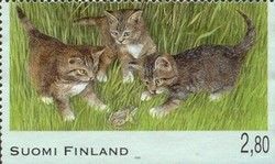Kittens of the European Domestic Cat play with Frog