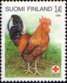 Domestic Chicken (Gallus gallus domesticus) - Cock