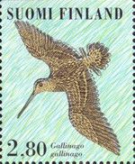 Common Snipe (Gallinago gallinago)