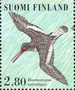 Shore Birds, Eurasian Oystercatcher (Haematopus ostralegus)