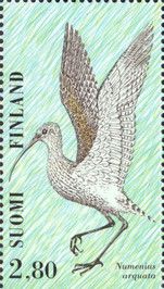 Eurasian Curlew (Numenius arquata)
