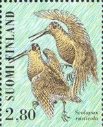 Eurasian Woodcock (Scolopax rusticola)